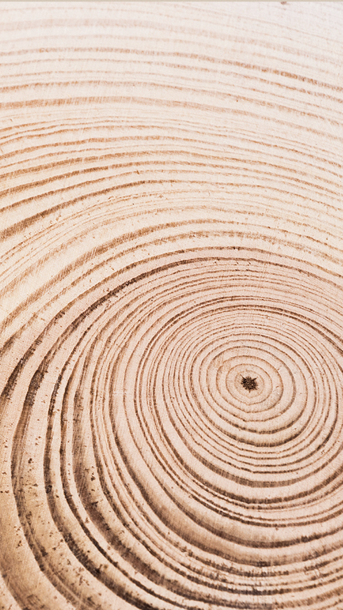 Close-up of pale wood with concentric tree rings and grain lines